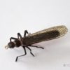 Realistic Stonefly Dry II - Salmonfly