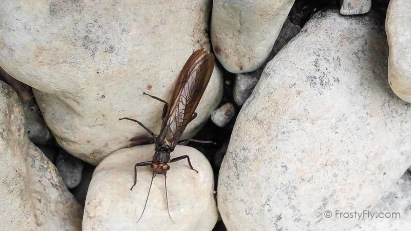 Stonefly Life Cycle: Stonefly adult on a rock