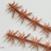 Realistic Flexy Insect Legs Nymphs & Terrestrials - Brown