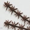 Realistic Flexy Insect Legs Nymphs & Terrestrials - Dark Brown