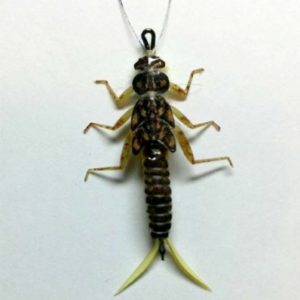 Skwala Stonefly Nymph by Ken Held