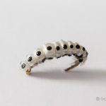 Realistic Curved Sawfly Larva Fly - White