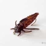 Realistic Skimmer Dragonfly Larvae - Brown