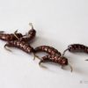 Weighted Caddis Larva Bodies with Hooks - Brown