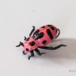 Realistic Pink Ladybug Fly