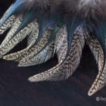 Coq de Leon Colgaderas Feathers - Langareto de Verano