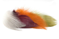 Mallard Barred Feathers