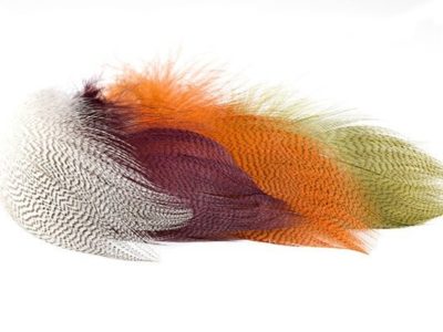 Mallard Barred Feathers