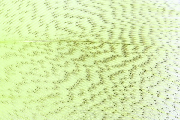 Mallard Barred Feathers - Chartreuse