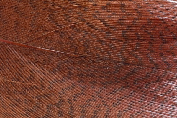 Mallard Barred Feathers - Brown