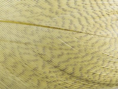 Mallard Barred Feathers - Olive