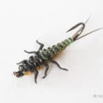 Upside Down Realistic Stonefly Nymph - Olive