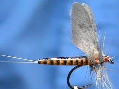 Realistic Red Quill Mayfly Dry Pattern by Jim Misiura