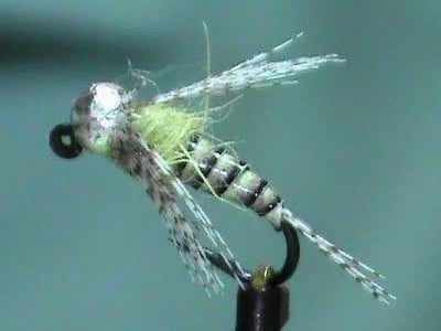 Synthetic Quill Jig Fly tied by Jim Misiura