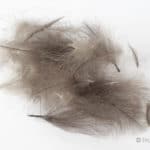 Hemingway's CDC Feathers - Natural Dark Gray