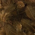 Soldarini Selected Partridge Feathers - Brown