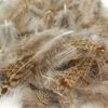 Soldarini Selected Partridge Feathers - Natural Brown