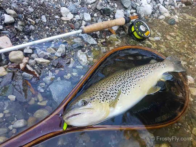 Big trout on a Mop Fly