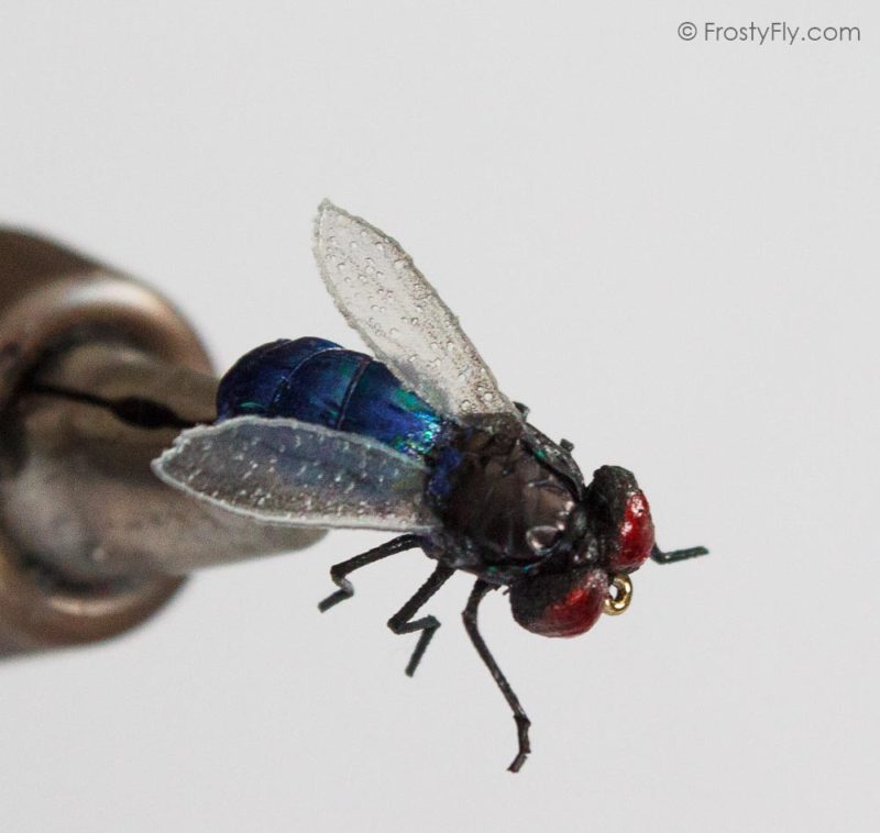 Realistic Blue Bottle Fly