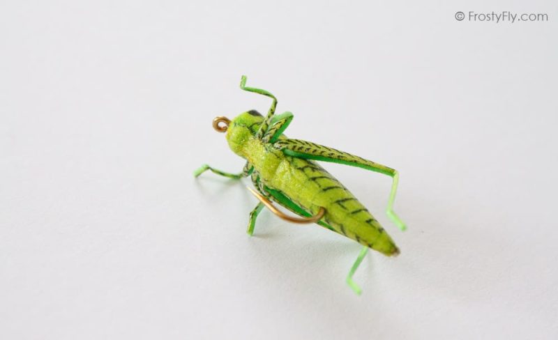 Realistic Green Grasshopper