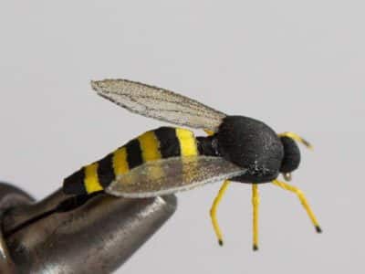 Realistic Wasp