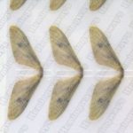 Realistic Mayfly Wings Tan – Extra Large
