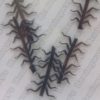 Realistic Stonefly Nymph Soft Legs - Black - Small