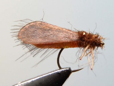 How to Tie Realistic Caddis Fly - Step 13